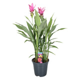 Curcuma Siam Supreme - Pink/ Purple