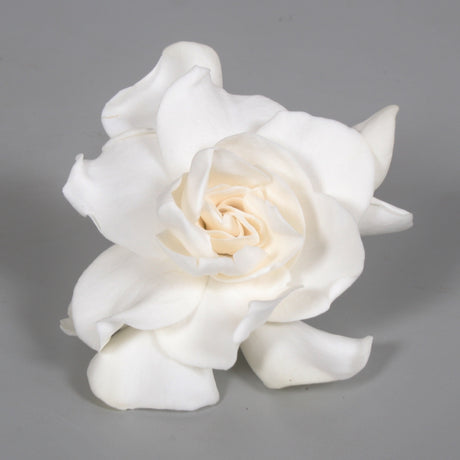 Gardenia Jasminoides - White