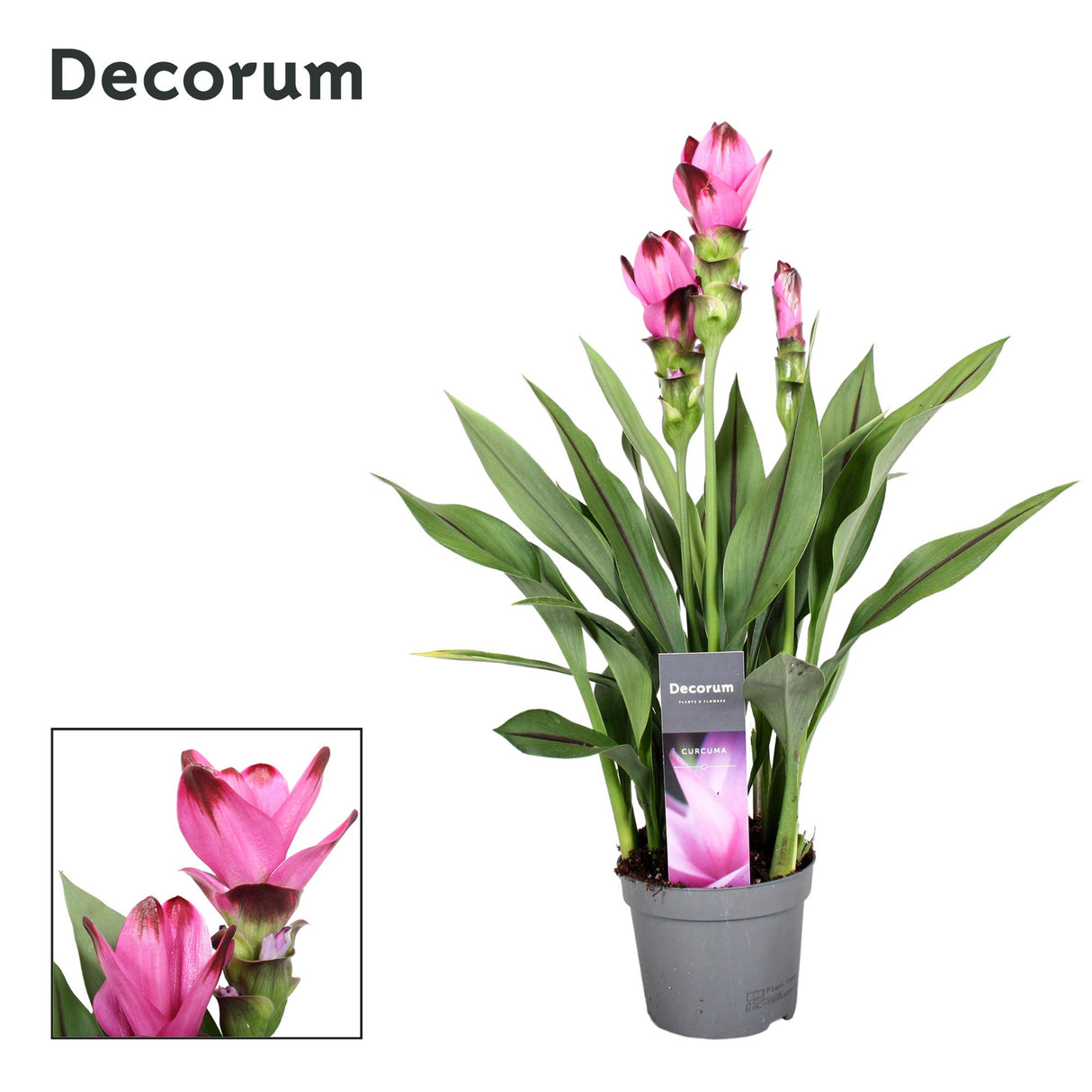 Curcuma Siam Splash - Pink/ Purple