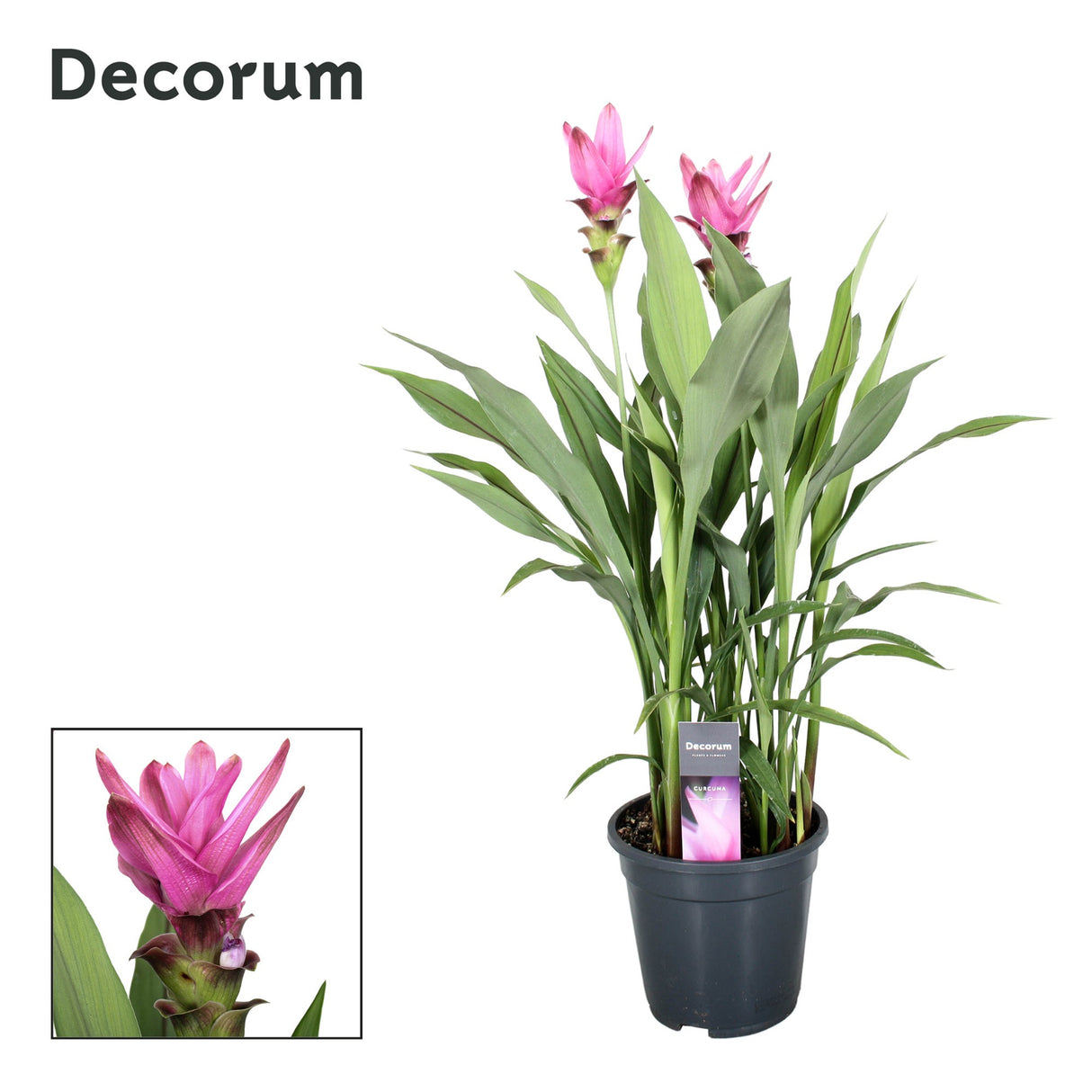 Curcuma Siam Supreme - Pink/ Purple