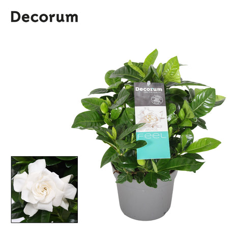 Gardenia Jasminoides - White