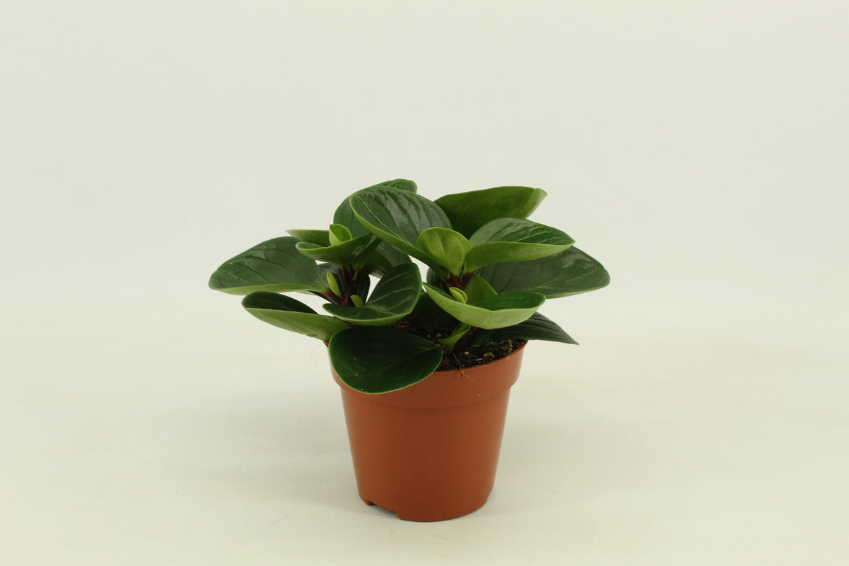 Peperomia Obtusifolia Red Canyon