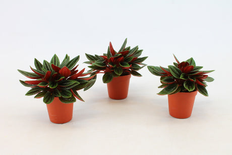 Peperomia Rosso