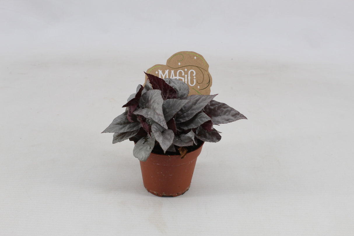 Begonia Rex Silver Limbo