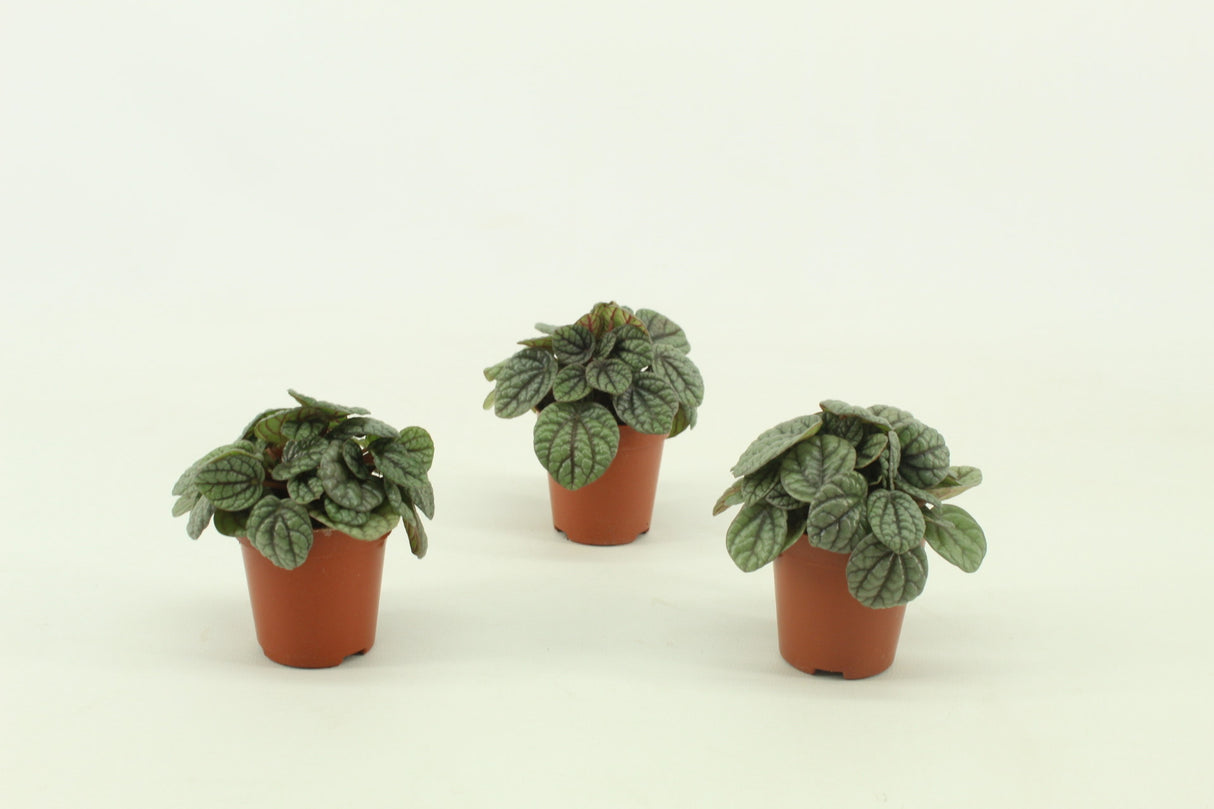 Peperomia Greyhound