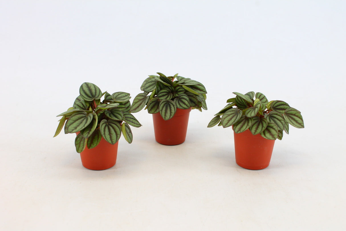 Peperomia Piccolo Banda