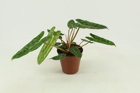 Philodendron Billetiae