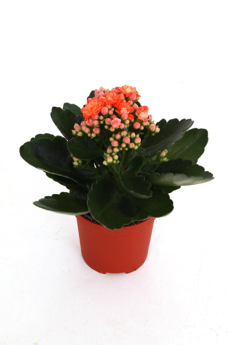 Kalanchoe Rosalina Don Pedro - Orange