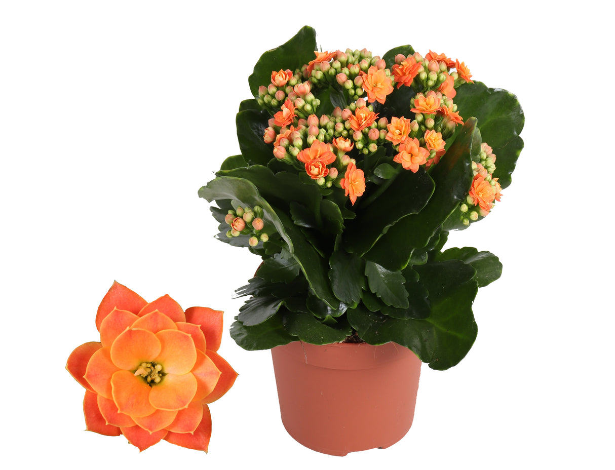 Kalanchoe Rosalina Don Pedro - Orange