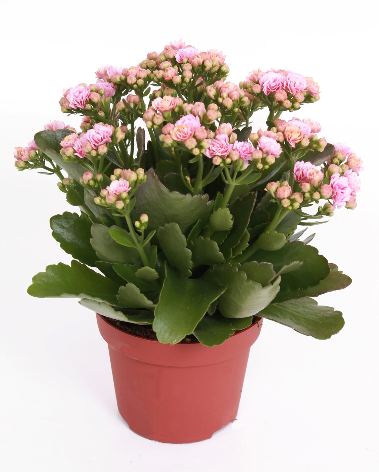 Kalanchoe Rosalina Don Alano - Pink White