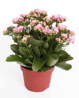 Kalanchoe Rosalina Don Alano - Pink White