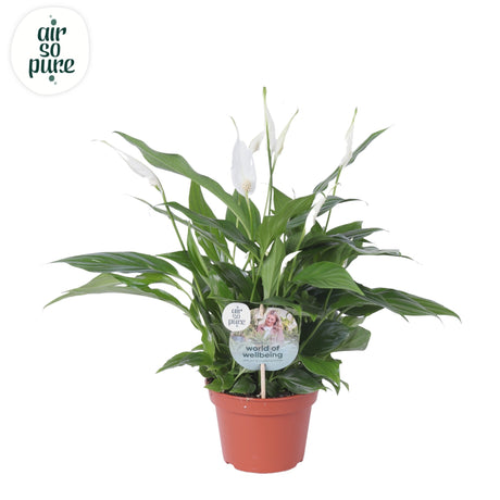 Spathiphyllum Pearl - White