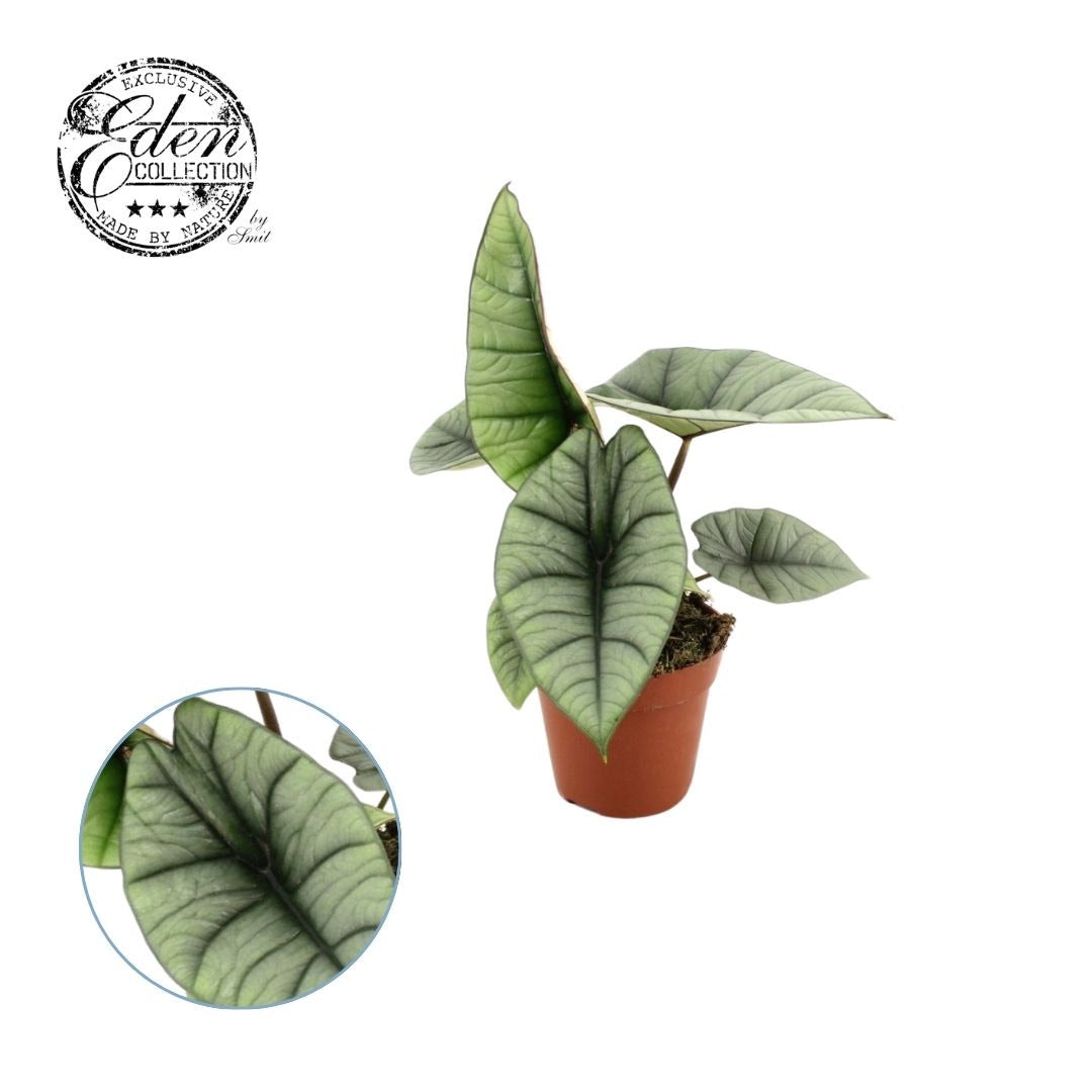 Alocasia Platinum