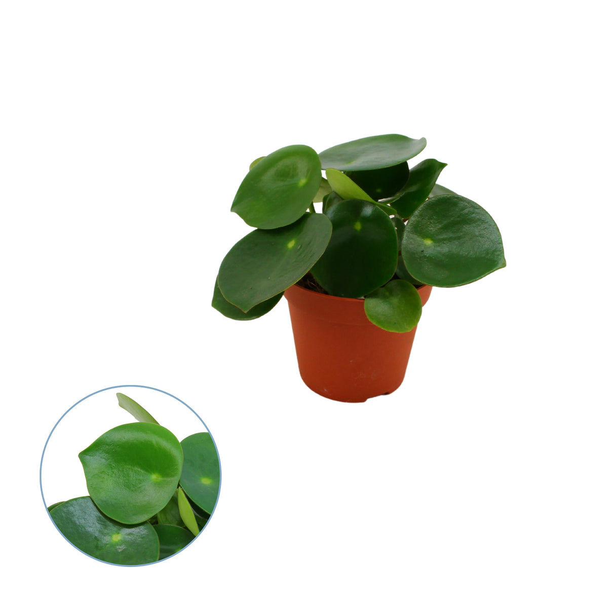 Peperomia Polybotrya