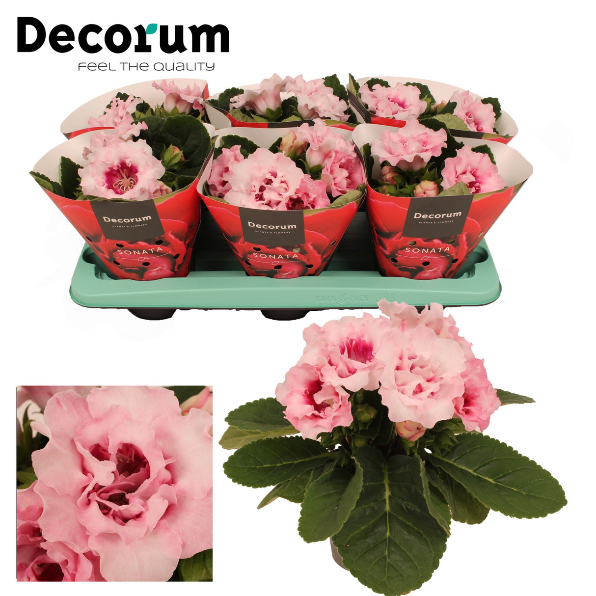 Gloxinia Sonata Pink - Pink