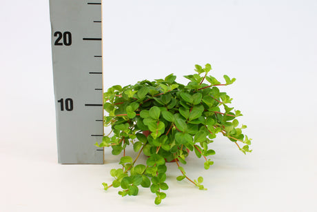 Peperomia Rotundifolia