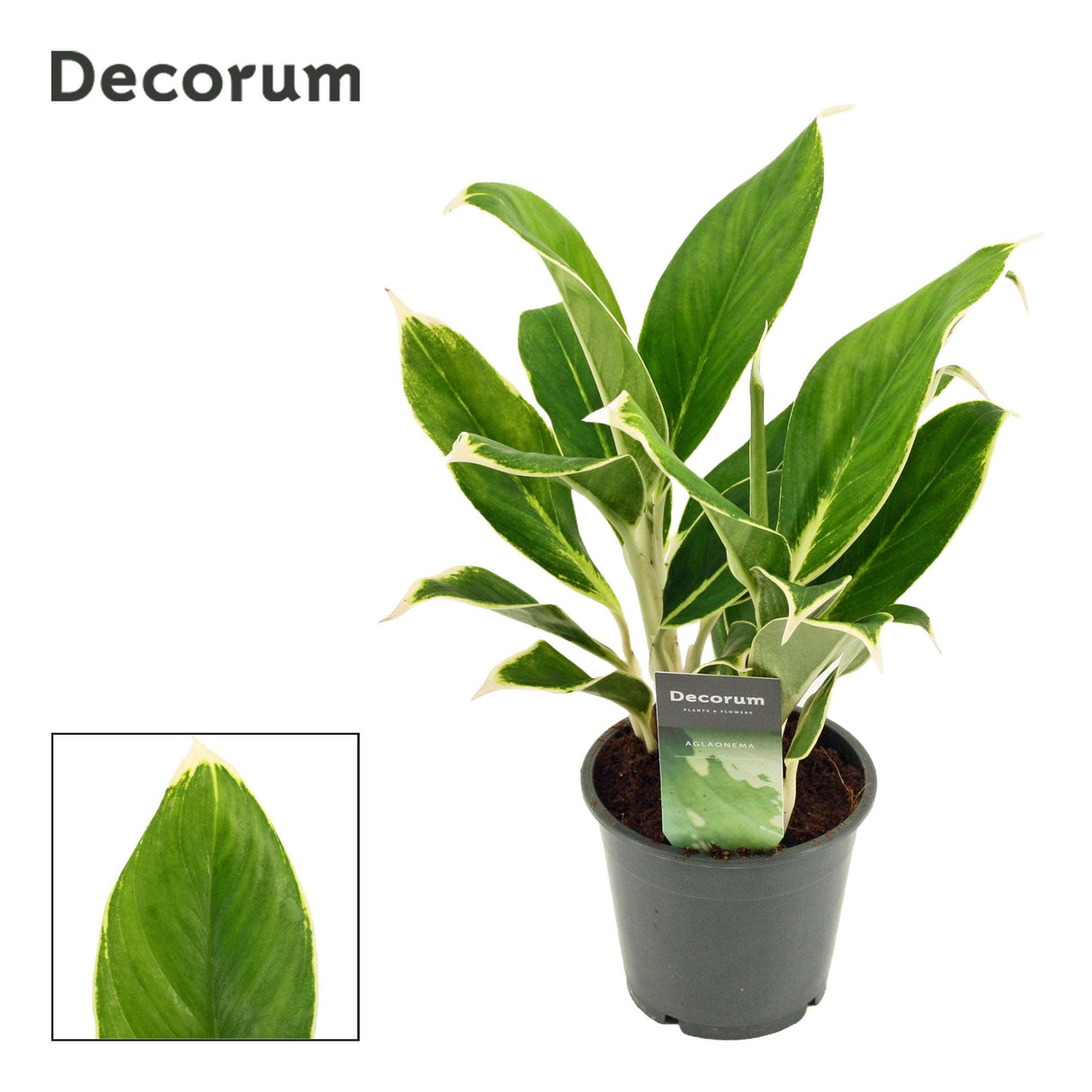 Aglaonema White Lime