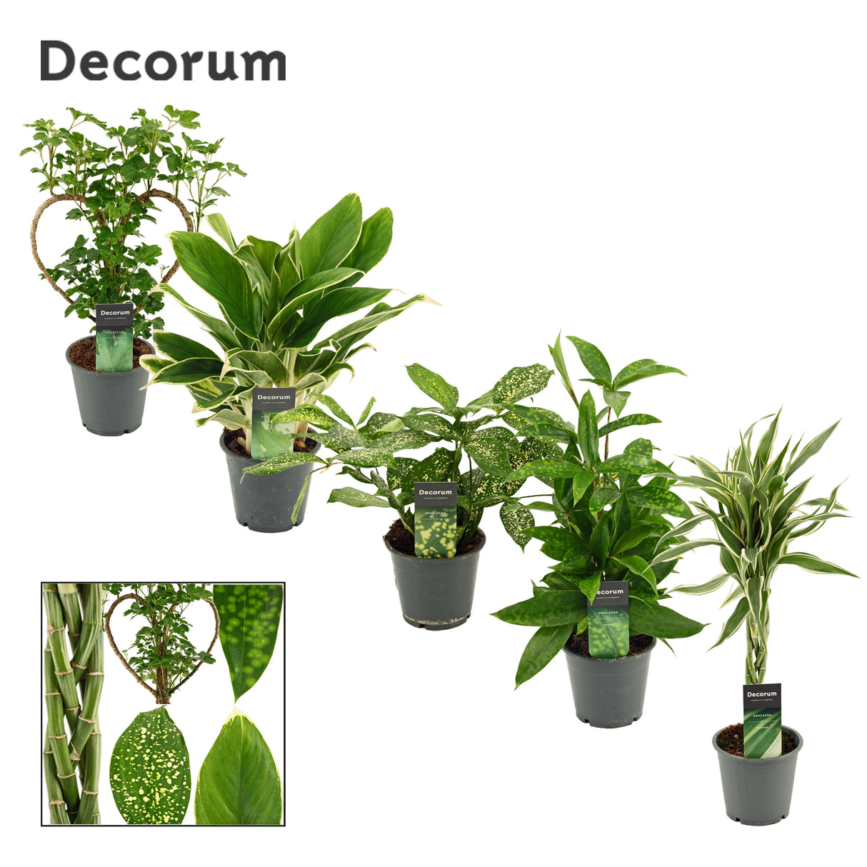 Groene Planten Mix Extreme