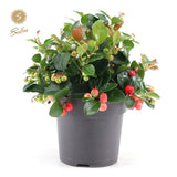 Gaultheria Pr. Big Berry® - Bush