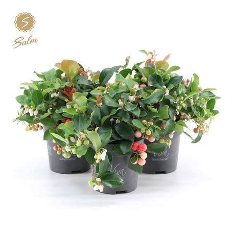 Gaultheria Pr. Big Berry® - Bush