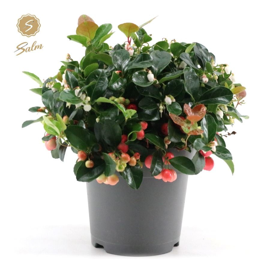 Gaultheria Pr. Big Berry® - Bush