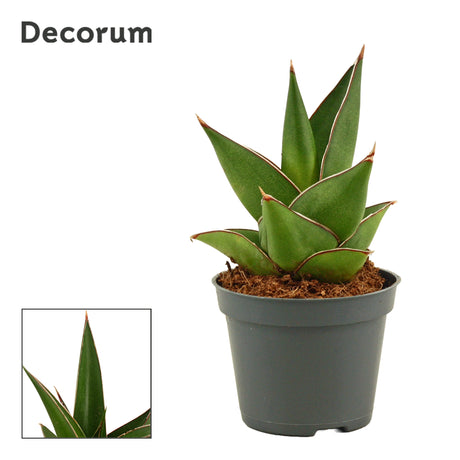 Sansevieria Abbey Crown