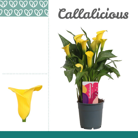 Zantedeschia - Yellow