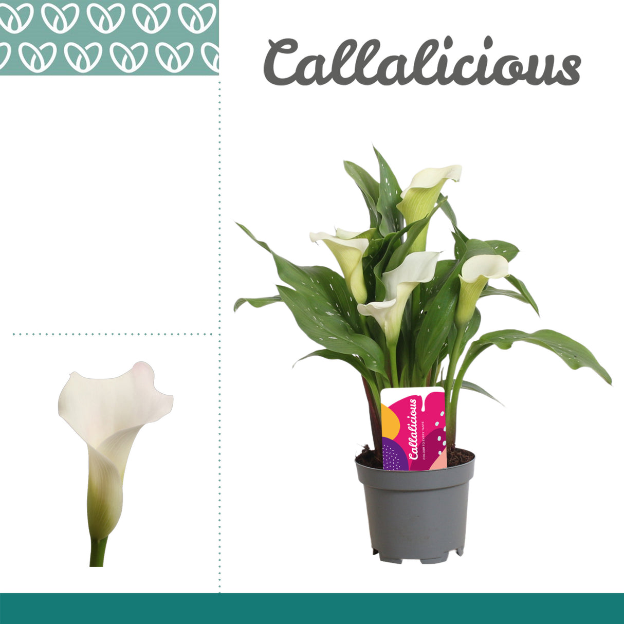 Zantedeschia - White