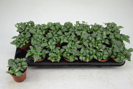 Fittonia Marble Green - Tuft