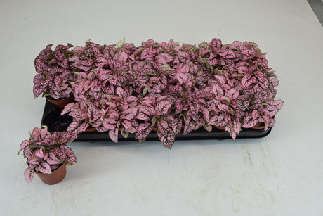 Hypoestes Rose - Tuft