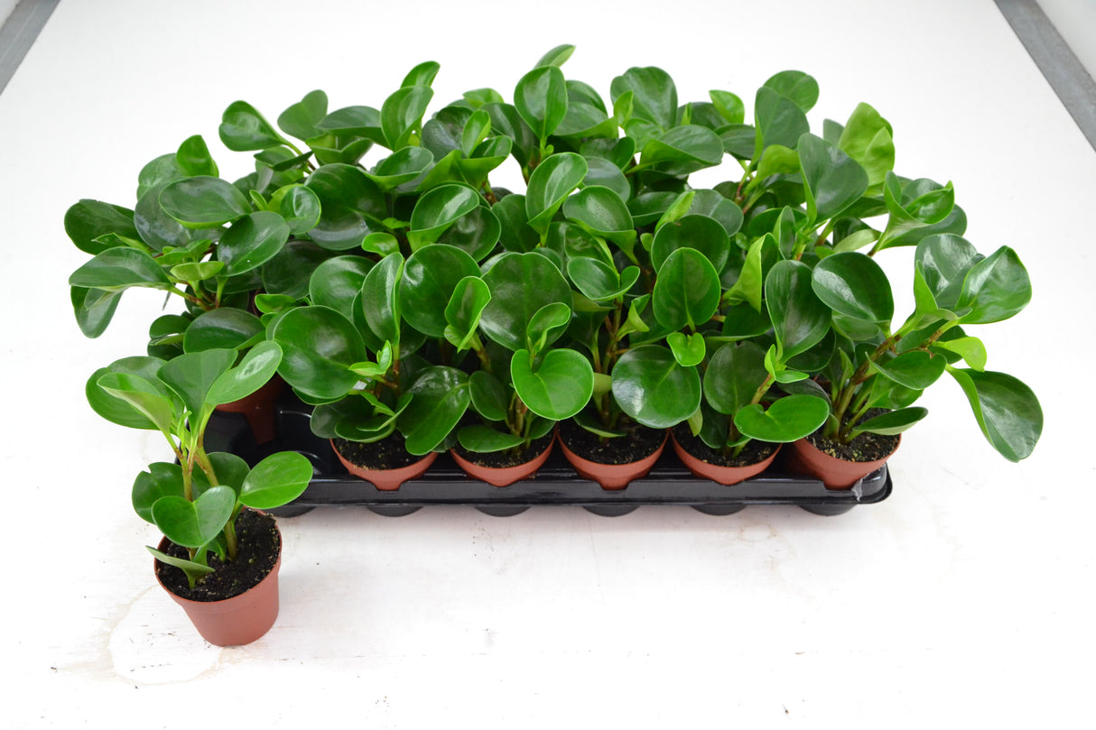 Peperomia Red Margin - Tuft