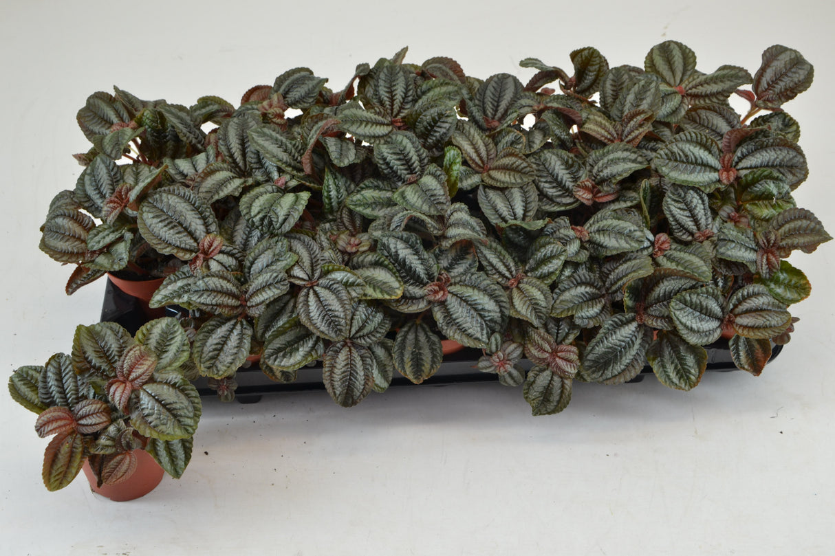 Pilea Norfolk - Tuft