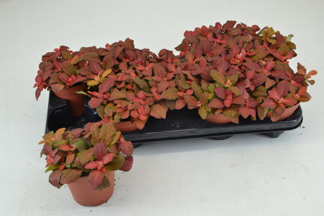 Fittonia Ruby Red - Tuft