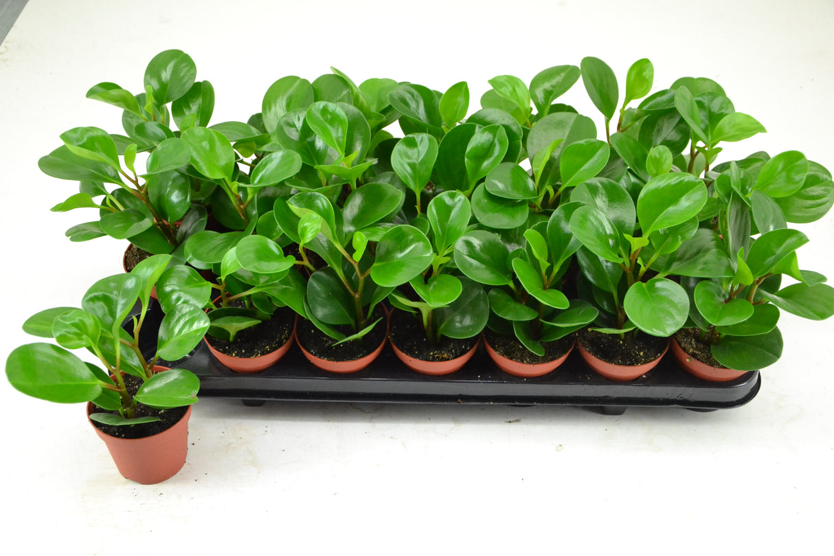 Peperomia Green Lemon - Tuft