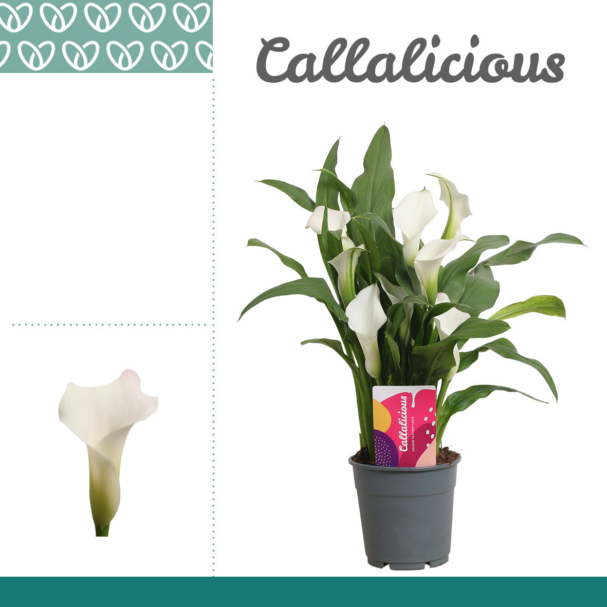 Zantedeschia - White