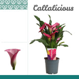 Zantedeschia - Pink