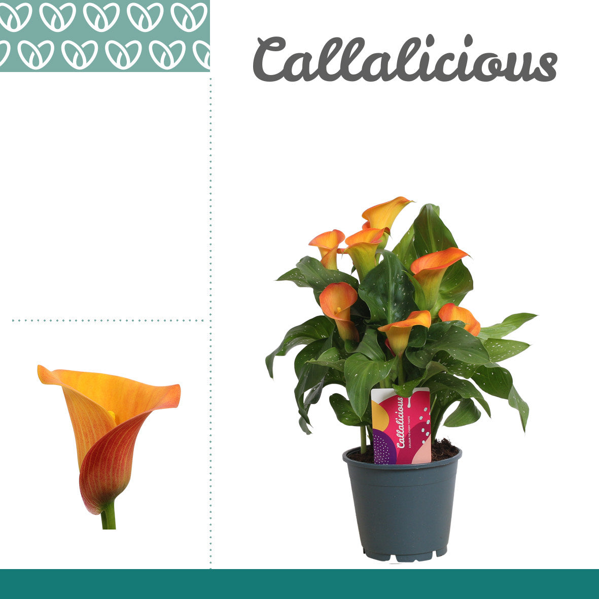 Zantedeschia - Orange