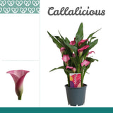 Zantedeschia - Pink