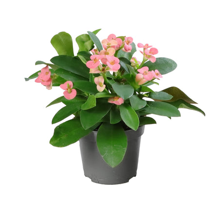 Euphorbia Milii Rhea - Pink