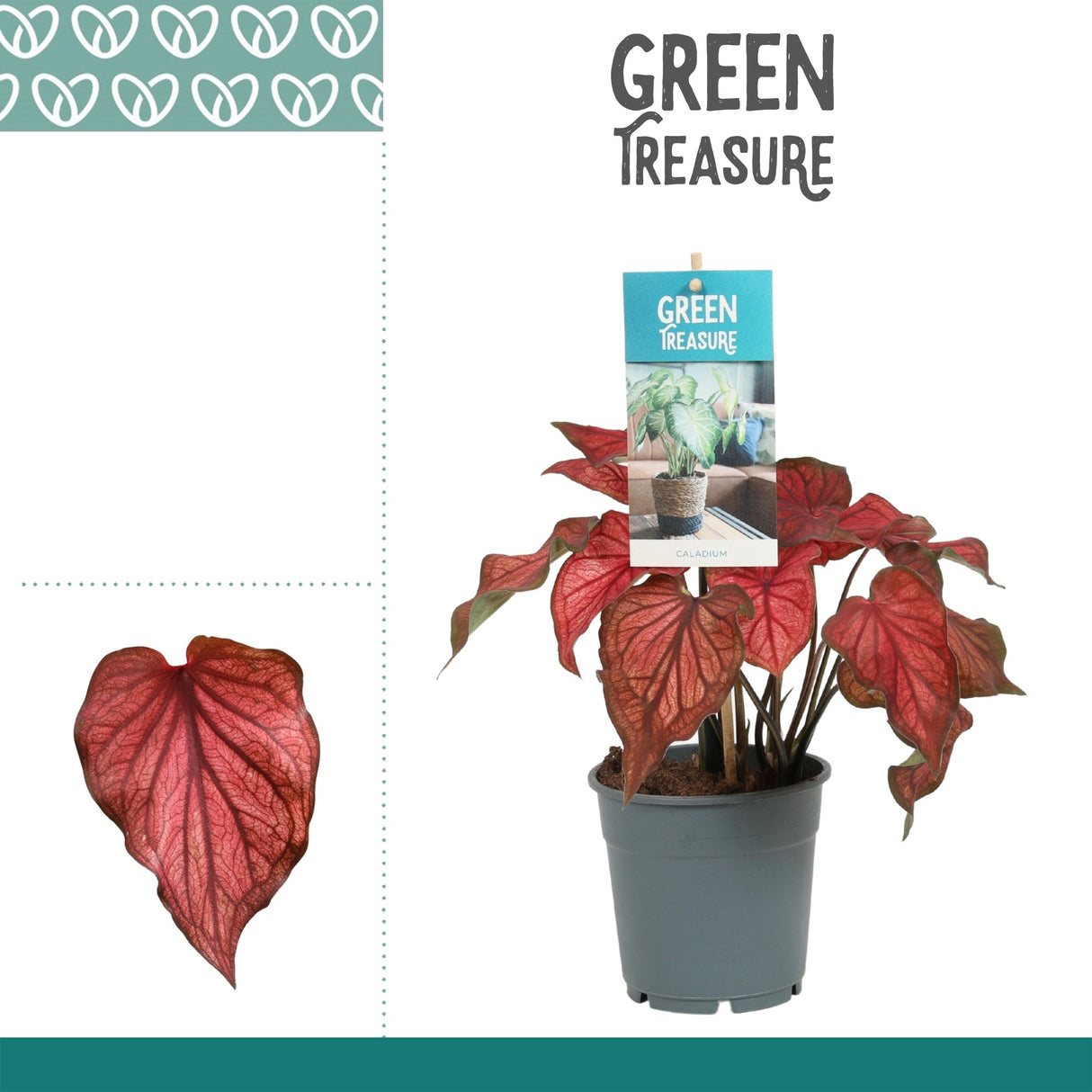 Caladium - Red