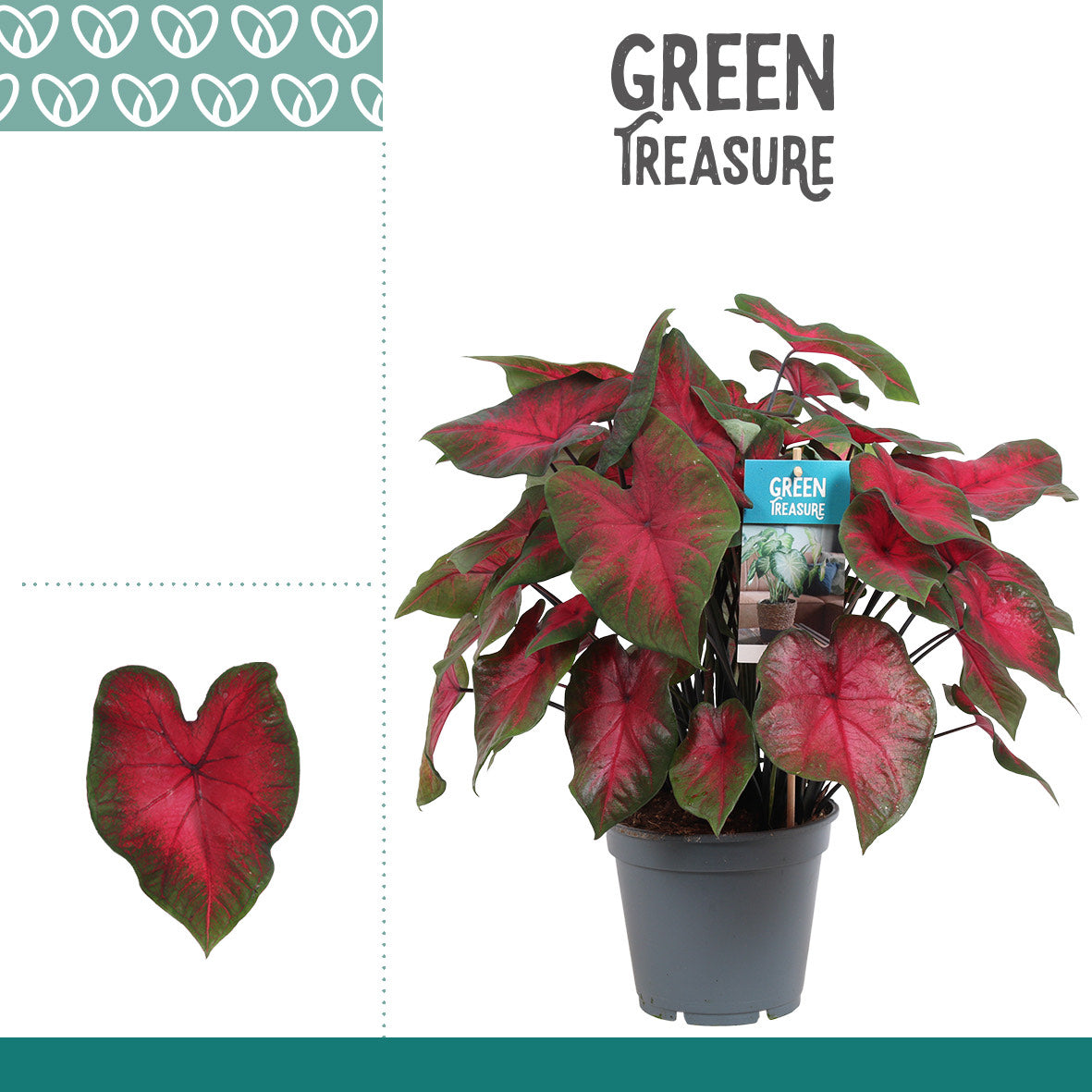 Caladium - Red