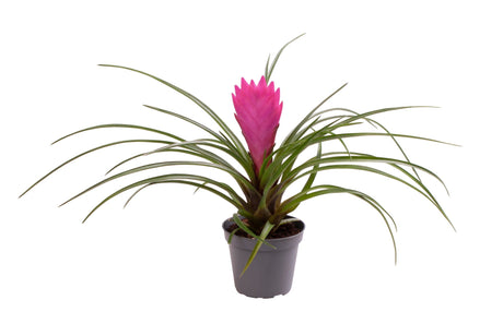 Tillandsia Cyanea - Pink