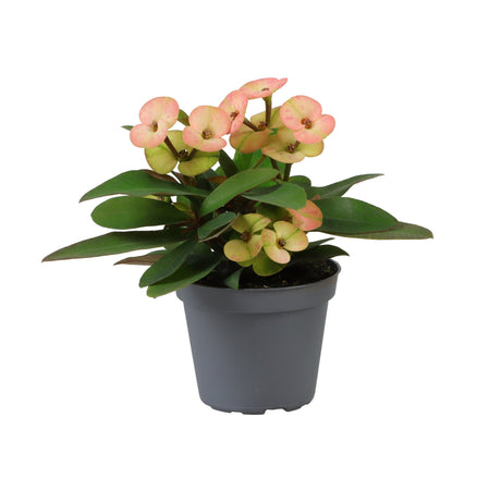 Euphorbia Milii Hera - Pink