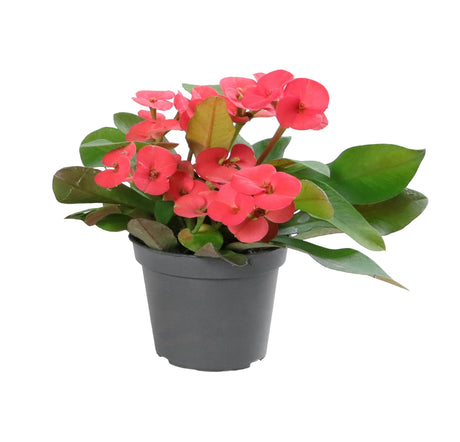 Euphorbia Milii Eos - Pink