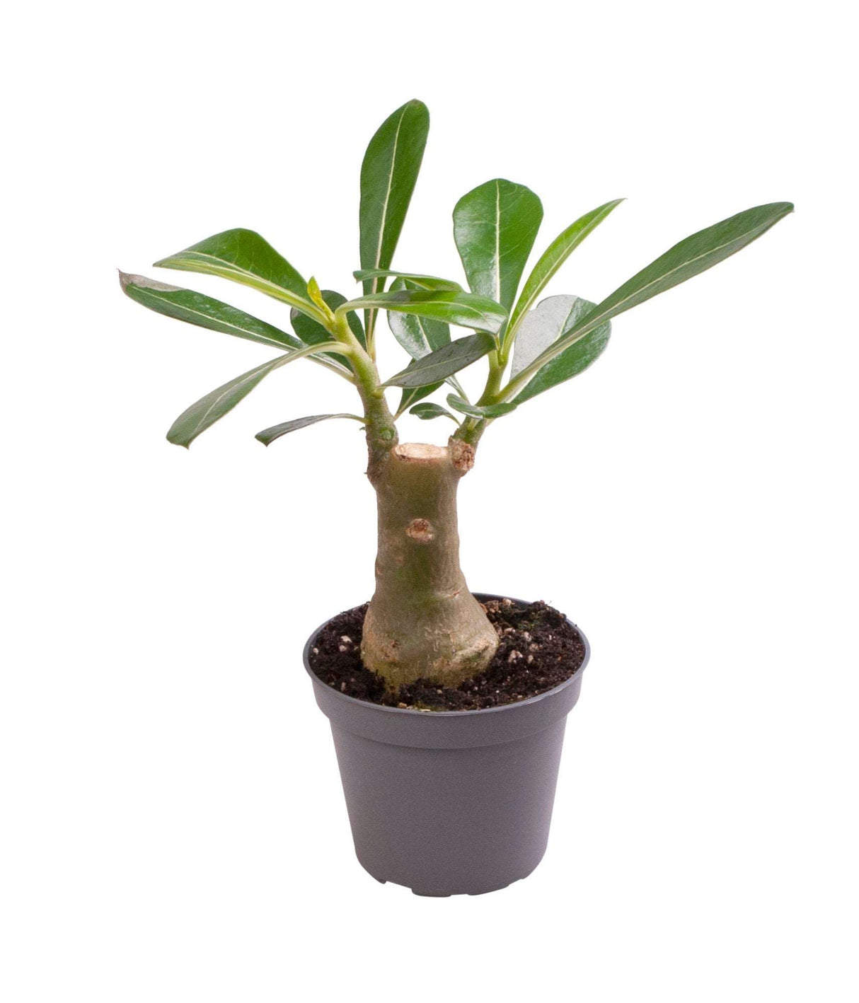 Adenium Obesum