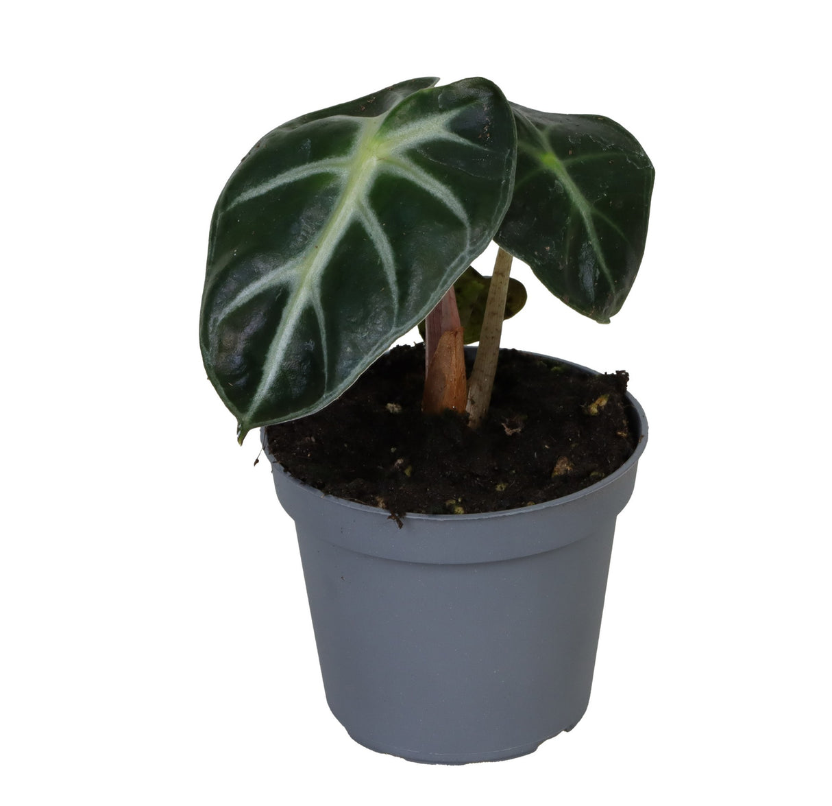 Alocasia Baby Bambino