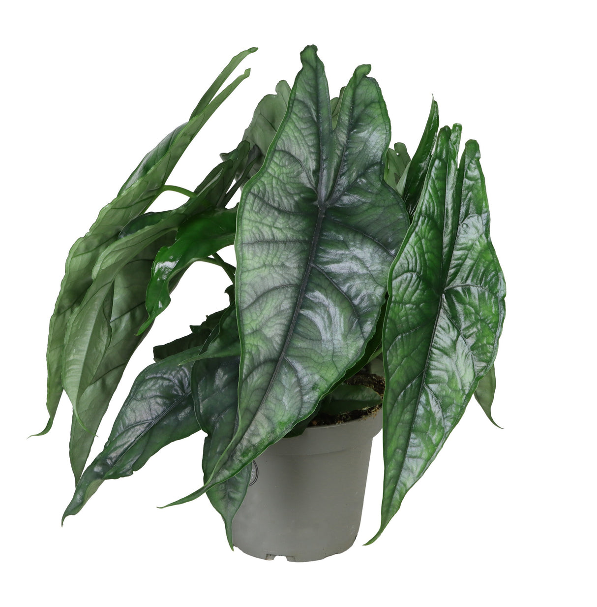 Alocasia Dragon Breath