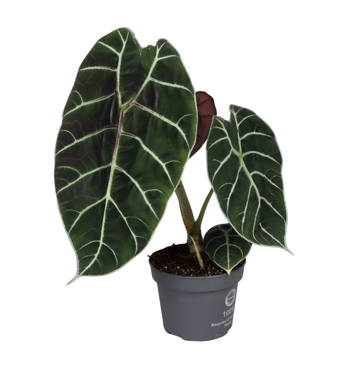 Alocasia Watsoniana Pride Of Cup