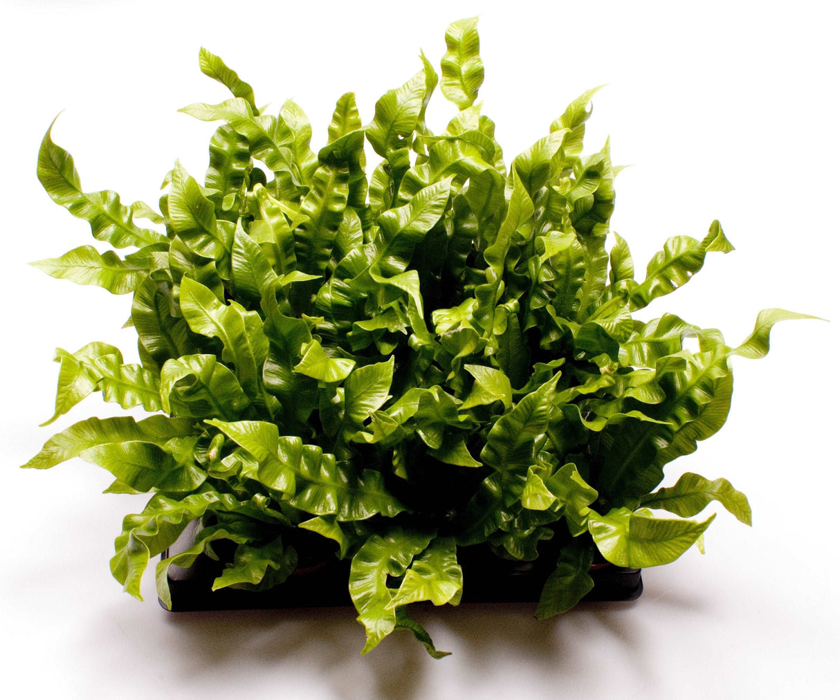 Asplenium Crispy Wave