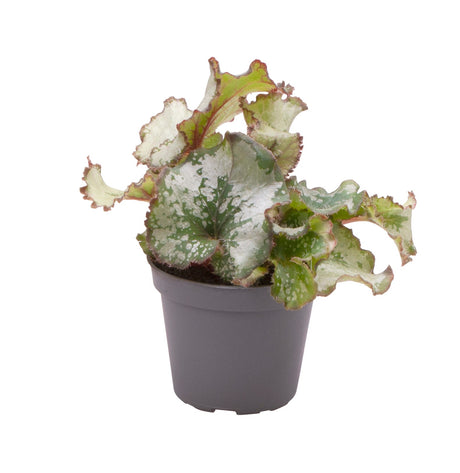 Begonia Rex Escargot